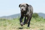 CANE CORSO 504
